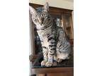 Adopt Alley Cat a Brown Tabby Domestic Shorthair / Mixed (short coat) cat in
