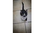 Adopt Patty a Black & White or Tuxedo Domestic Shorthair (short coat) cat in