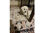 Adopt Coco a White Maltipoo / Mixed dog in San Jose, CA (41241364)