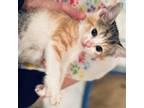 Adopt Kix a Brown Tabby Domestic Shorthair cat in Chapel Hill, NC (41384920)