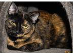 Adopt Cassiopeia a Tortoiseshell Domestic Shorthair / Mixed (short coat) cat in