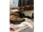 Adopt Cassiopeia a Tortoiseshell Domestic Shorthair / Mixed (short coat) cat in