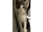 Adopt Hope a White Domestic Mediumhair / Domestic Shorthair / Mixed cat in