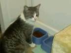 Adopt Belle a Gray or Blue (Mostly) Domestic Shorthair / Mixed (short coat) cat