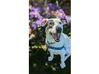 Adopt Petey a Mixed Breed (Large) / Mixed dog in Mipiltas, CA (41389725)