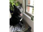 Adopt Raksha a Black German Shepherd Dog / Alaskan Malamute / Mixed dog in Los