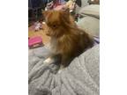Adopt Hercules a Red/Golden/Orange/Chestnut Pomeranian / Mixed dog in Salem