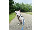 Adopt Marty a White American Staffordshire Terrier / American Pit Bull Terrier /