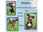 Adopt Danny a White American Staffordshire Terrier / Mixed dog in Caldwell
