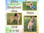 Adopt Pluto a Tan/Yellow/Fawn German Shepherd Dog / Mixed dog in Caldwell