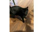 Adopt Oakley a All Black Bombay / Mixed (short coat) cat in Manchester