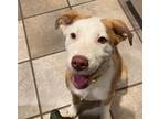 Adopt Aspen a Labrador Retriever / Mixed Breed (Medium) / Mixed dog in Tool