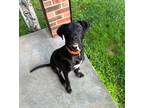 Adopt Ross (Max) a Labrador Retriever / Mixed dog in Columbia, IL (41369803)