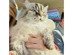 Adopt Boots a Gray or Blue Munchkin / Mixed (long coat) cat in Pleasant Hill