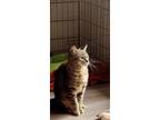 Adopt Sidney a Gray, Blue or Silver Tabby Domestic Shorthair / Mixed (short