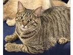 Adopt Cleo a Brown Tabby Domestic Mediumhair / Mixed (medium coat) cat in