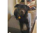 Adopt Izzy a Black - with White Mutt / Mixed dog in Euless, TX (41389957)