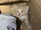 Adopt Poblano a Orange or Red Domestic Shorthair / Domestic Shorthair / Mixed