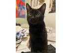 Adopt Loki a All Black Bombay / Mixed (short coat) cat in Van Alstyne