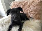 Adopt Jojo a Black American Cocker Spaniel / Rat Terrier / Mixed dog in
