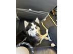 Adopt Floyd a Black - with White Husky / Mixed dog in Garden City, ID (41389962)