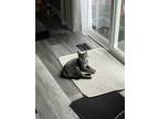 Adopt Chase a Gray or Blue American Shorthair / Mixed (short coat) cat in