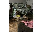 Adopt Koda a Black - with Tan, Yellow or Fawn German Shepherd Dog / Mixed dog in