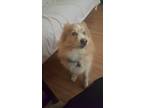 Adopt Kimba a Tan/Yellow/Fawn Pomsky / Mixed dog in Wichita, KS (41365807)