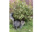 Adopt Luna a Gray or Blue American Shorthair / Mixed (medium coat) cat in