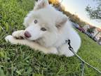 Adopt Kida a White Husky / Mixed dog in Orlando, FL (41362821)