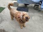 Adopt Lady Anne a Brown/Chocolate Labradoodle / Mixed dog in Mauldin