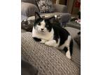 Adopt Keyy a Black & White or Tuxedo Domestic Shorthair / Mixed (short coat) cat