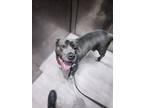 Adopt Kairoh a Gray/Silver/Salt & Pepper - with White Cane Corso / American Pit
