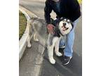 Adopt Claus a Black - with Gray or Silver Alaskan Malamute / Mixed dog in