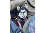 Adopt Nala a Black - with White Husky / Mixed dog in Colorado Springs