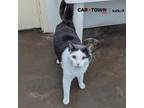 Adopt Alfie a Domestic Shorthair / Mixed cat in Lexington, KY (41212900)