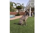 Adopt Bleu a Brindle American Pit Bull Terrier / Husky / Mixed dog in Murrieta