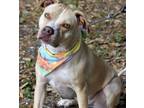 Adopt LUNA a American Staffordshire Terrier / Mixed dog in Fort Pierce