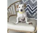 Adopt JOLINE a Dachshund / Mixed dog in Fort Pierce, FL (41260828)