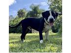 Adopt JUNIOR a Hound (Unknown Type) / Mixed dog in Fort Pierce, FL (41260827)