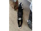 Adopt Remy a Black & White or Tuxedo American Shorthair / Mixed (short coat) cat