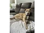 Adopt Selene a Brindle Pitsky / Mixed dog in Murrieta, CA (41389807)