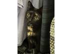 Adopt Juno a Tortoiseshell Domestic Shorthair / Mixed (short coat) cat in
