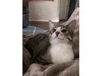 Adopt Twix a Gray, Blue or Silver Tabby American Shorthair / Mixed (short coat)
