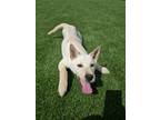 Adopt Sugar a White - with Tan, Yellow or Fawn Jindo / Mixed dog in Vancouver