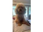 Adopt Peanut a Red/Golden/Orange/Chestnut Poodle (Toy or Tea Cup) / Mixed dog in