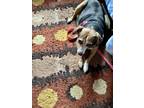 Adopt Jazzy a Black - with Tan, Yellow or Fawn Beagle / Mixed dog in Northfield