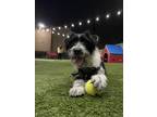 Adopt Juno a Black - with White Jack Russell Terrier / Spaniel (Unknown Type) /