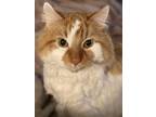 Adopt Sam a Orange or Red (Mostly) Maine Coon / Mixed (long coat) cat in Creve