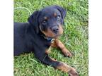 Adopt Buddy a Black - with Tan, Yellow or Fawn Rottweiler / Mixed dog in Austin